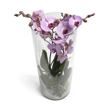 Orchidee in glas