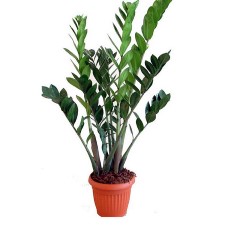 Zamioculcas