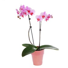 Orchidee Roze