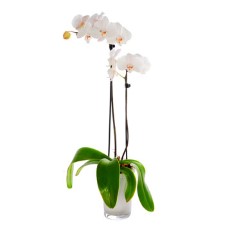 Orchidee Wit - 2tak