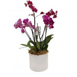 Paars roze Orchideeën in glas
