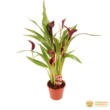 Calla - Aronskelk incl. sierpot