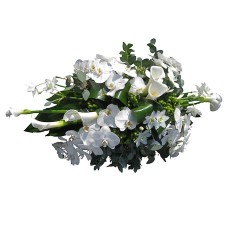 White Phalanopsis