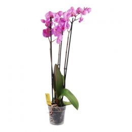 Roze Orchidee 3 takken
