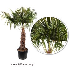 Trachycarpus palmboom