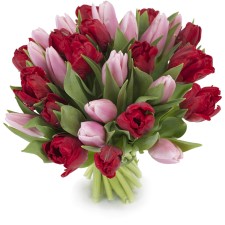 Tulpen paars - rood