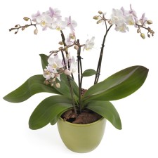 Orchidee met 3 takken