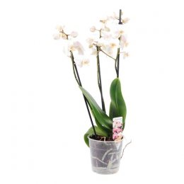 Witte Orchidee 3 takken