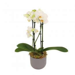 Witte Orchidee in sierpot