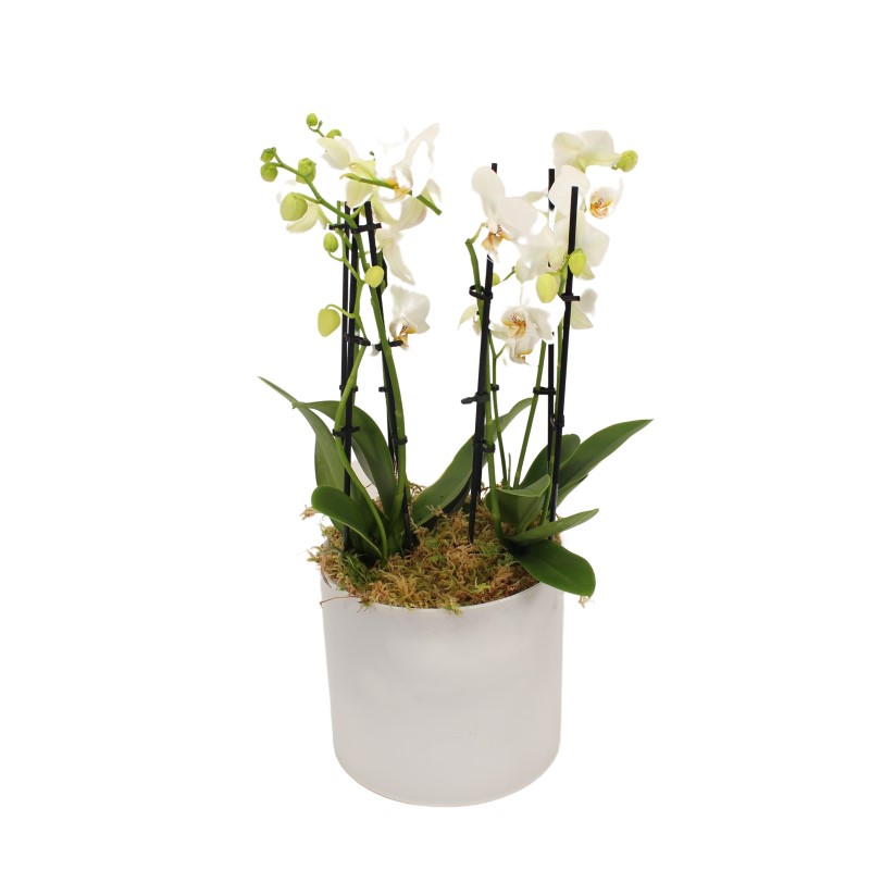 Witte Orchideeën in glas
